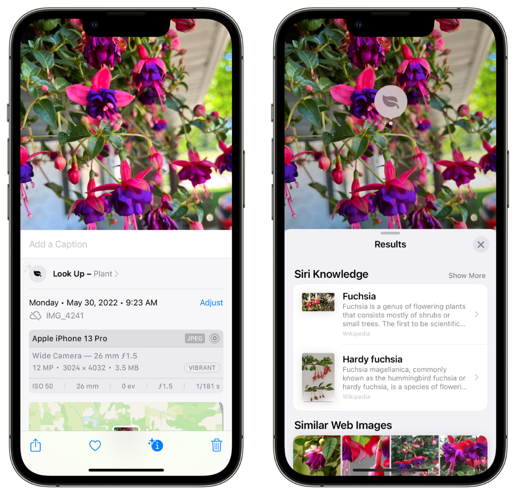 平度苹果手机维修分享小技巧：使用 iPhone 相机识别花卉植物 